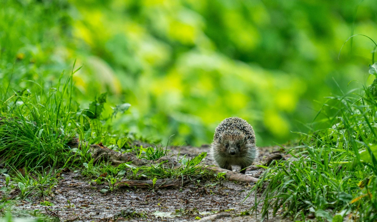 hedgehog walking on path