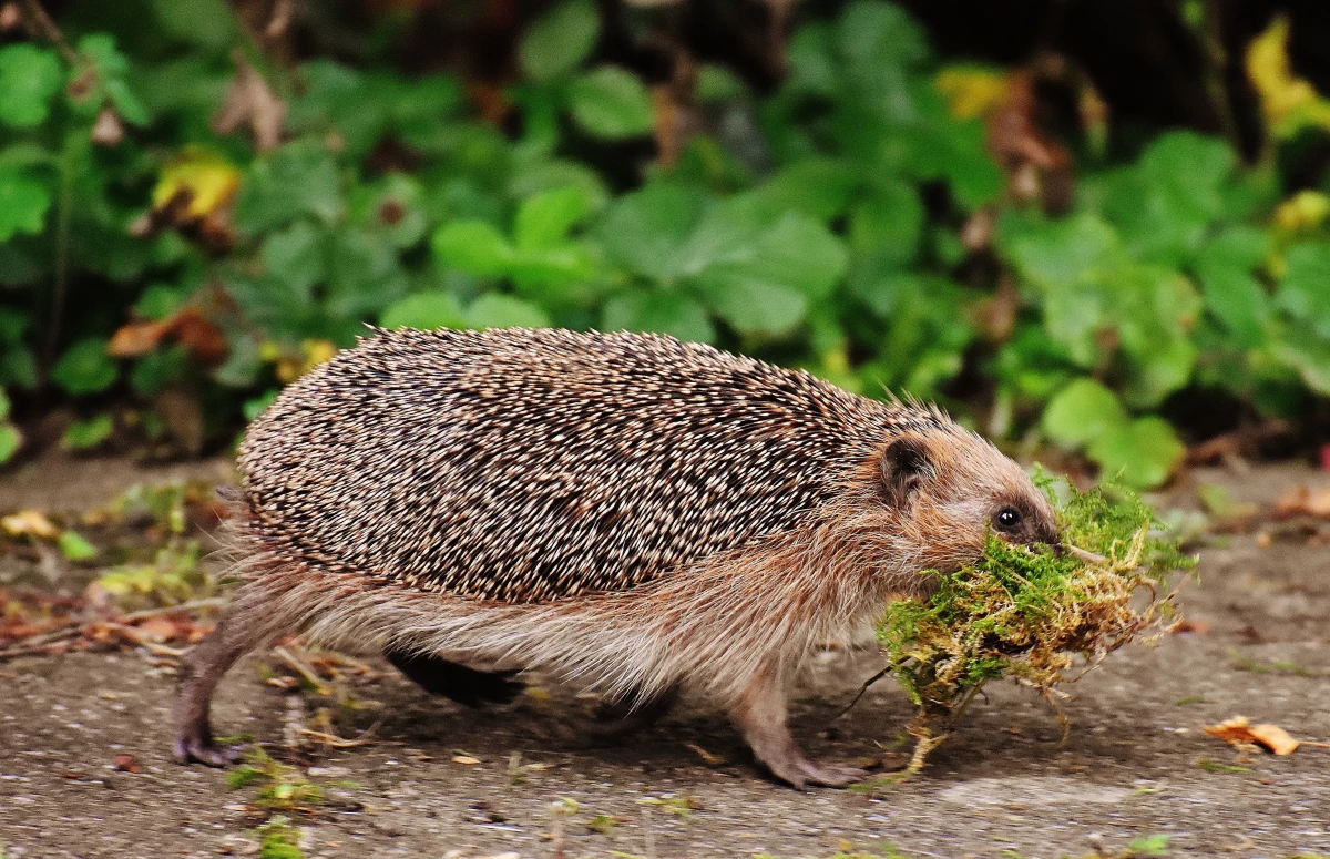 hedgehog with grass in its mouth