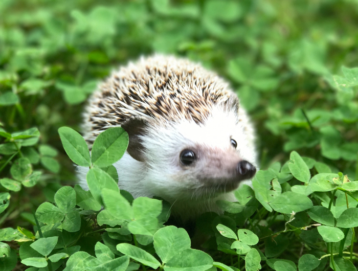 Top 5 Benefits Of Having Hedgehogs In Your Garden