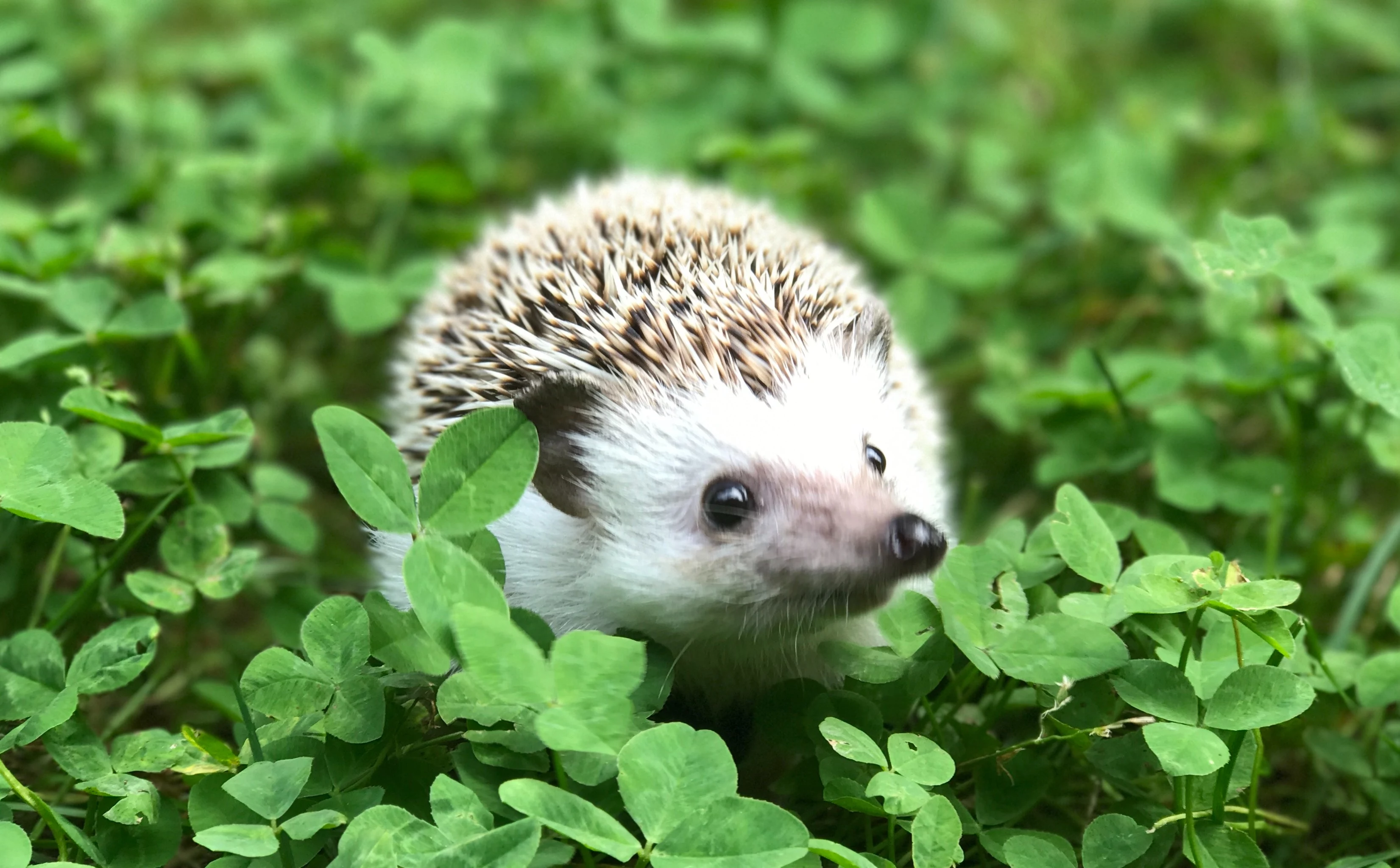 hedgehogs in your garden hedgehog in between clovers