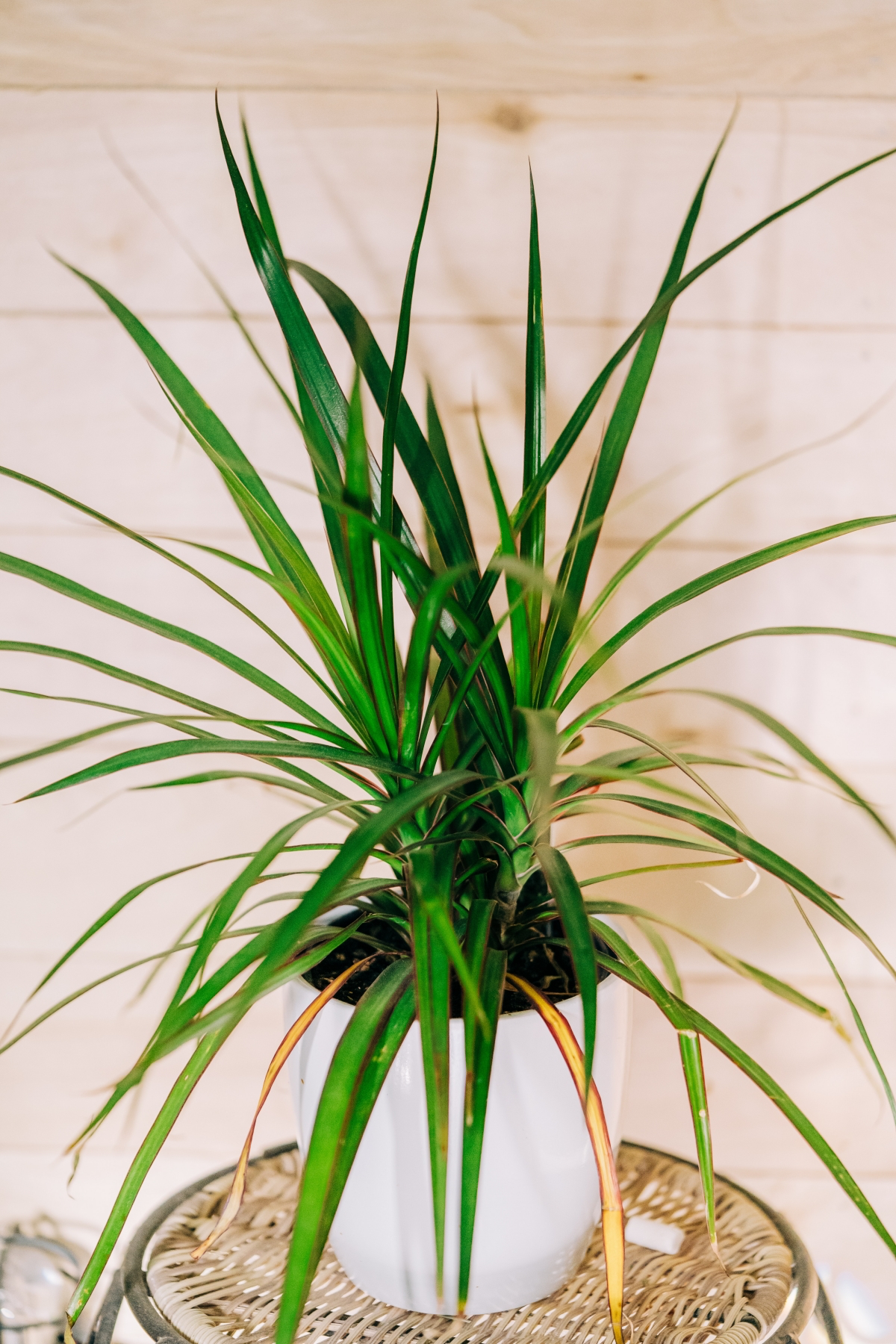 houseplants that help with allergies