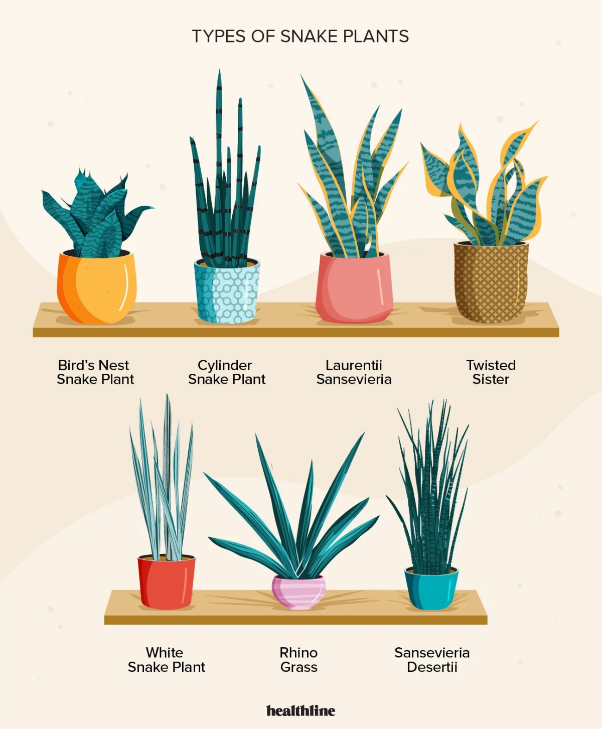 how do you take care of a snake plant indoors.jpg