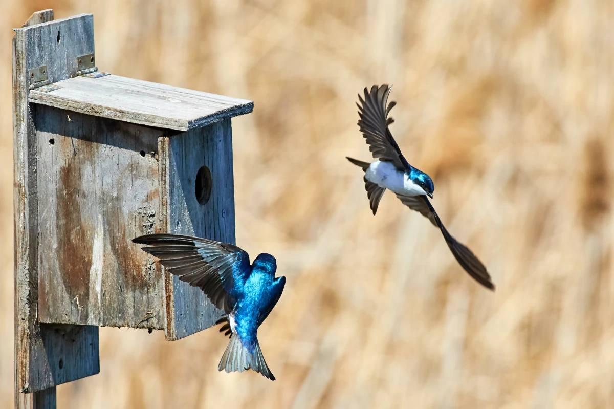 how to attract birds to a birdhouse birds flying into birdhouse