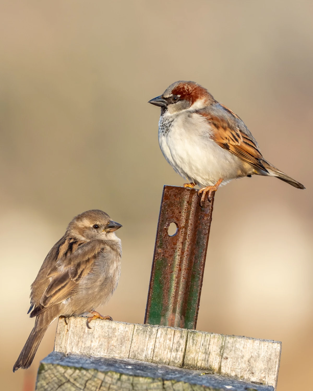 how to attract birds to a birdhouse two house sparrow birds