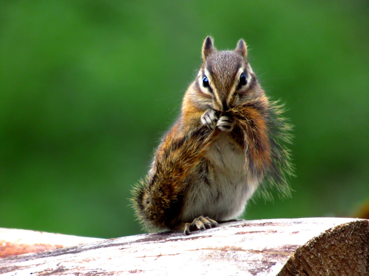 how to get rid of chipmunks chipmunk holding its tail