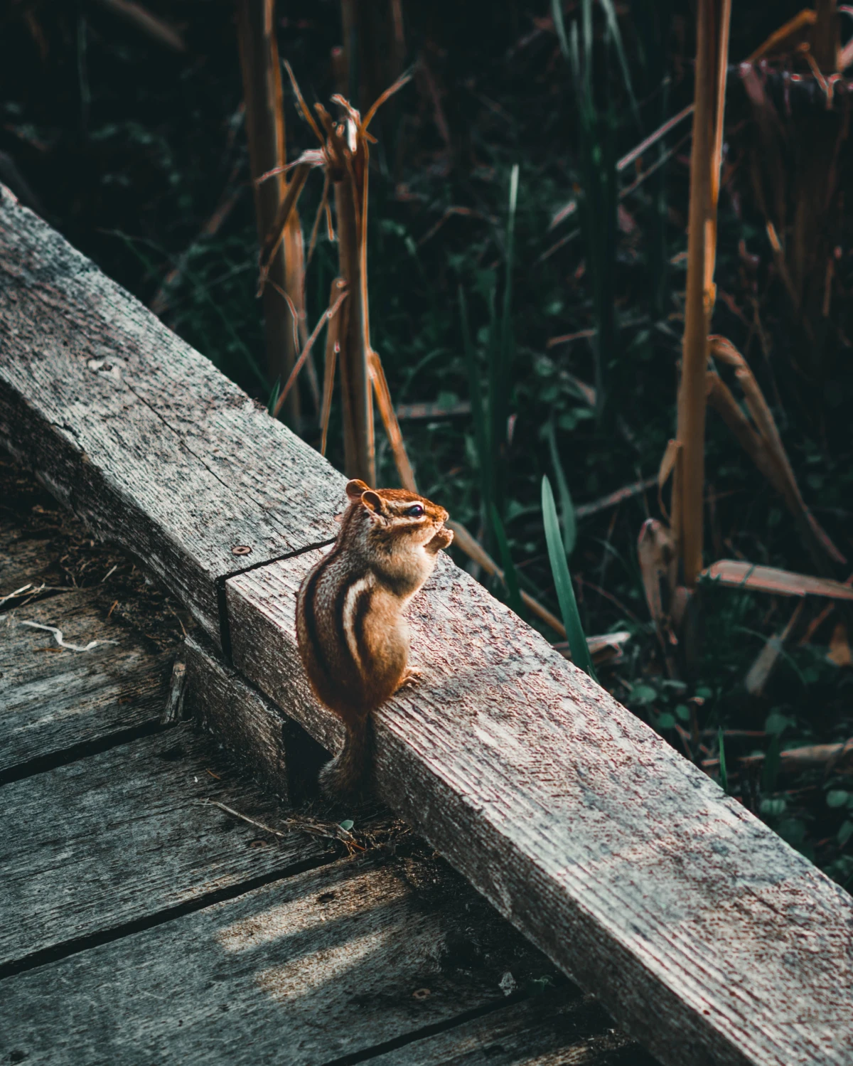 how to get rid of chipmunks chipmunk sitting on wooden beam