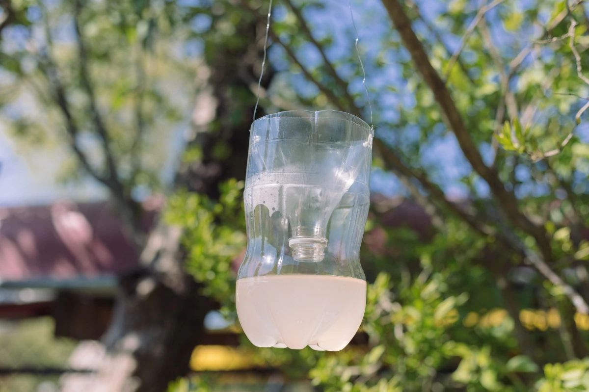 how to get rid of wasps diy bottle wasp trap