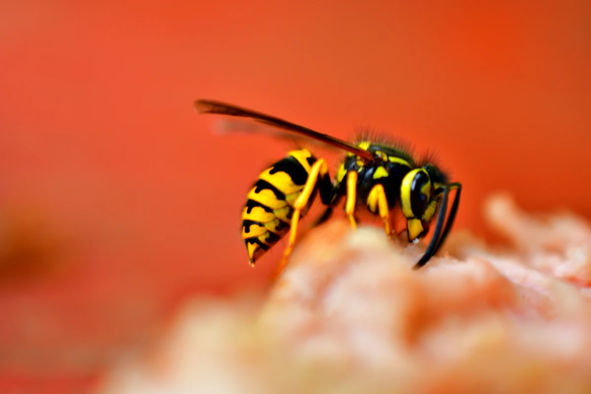 how to get rid of wasps yellow wasp on red background