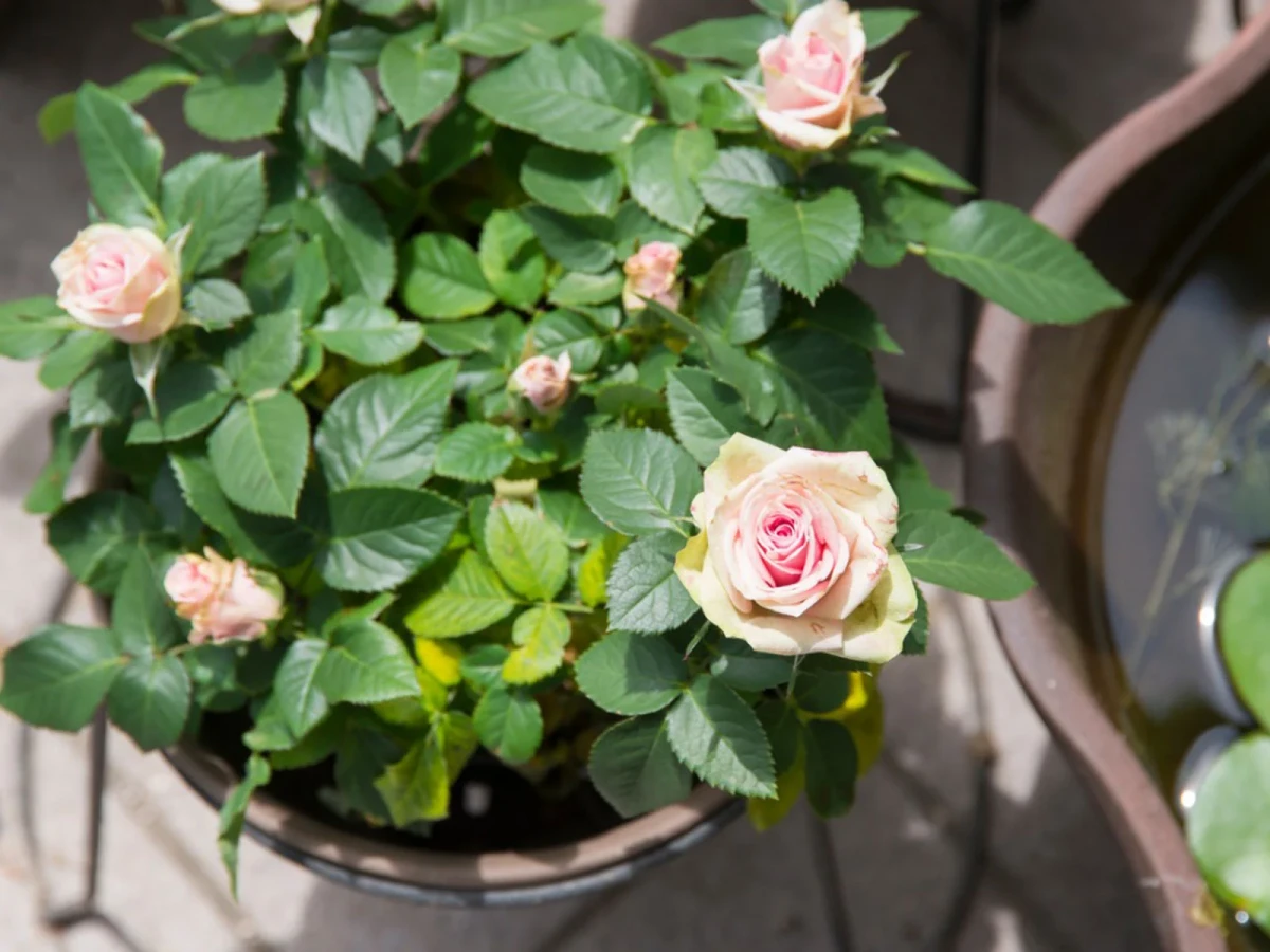 how to grow roses in containers container roses