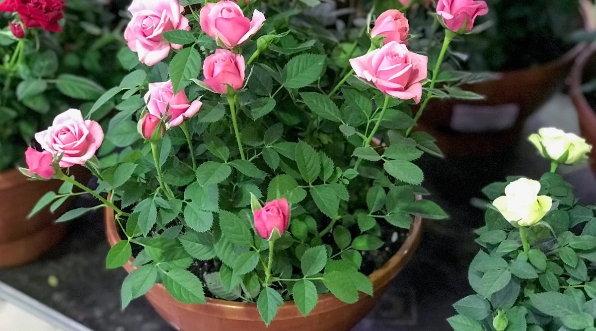 how to grow roses in containers pink roses in a pot