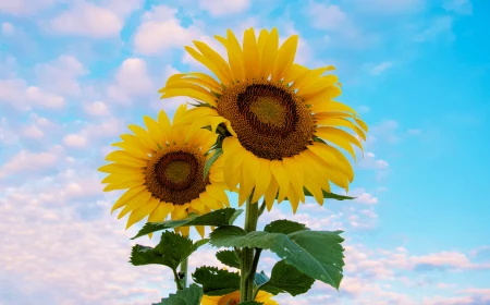 how to grow sunflowers a bunch of flowers