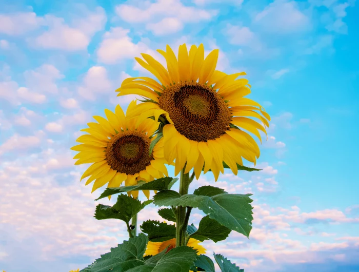 how to grow sunflowers a bunch of flowers