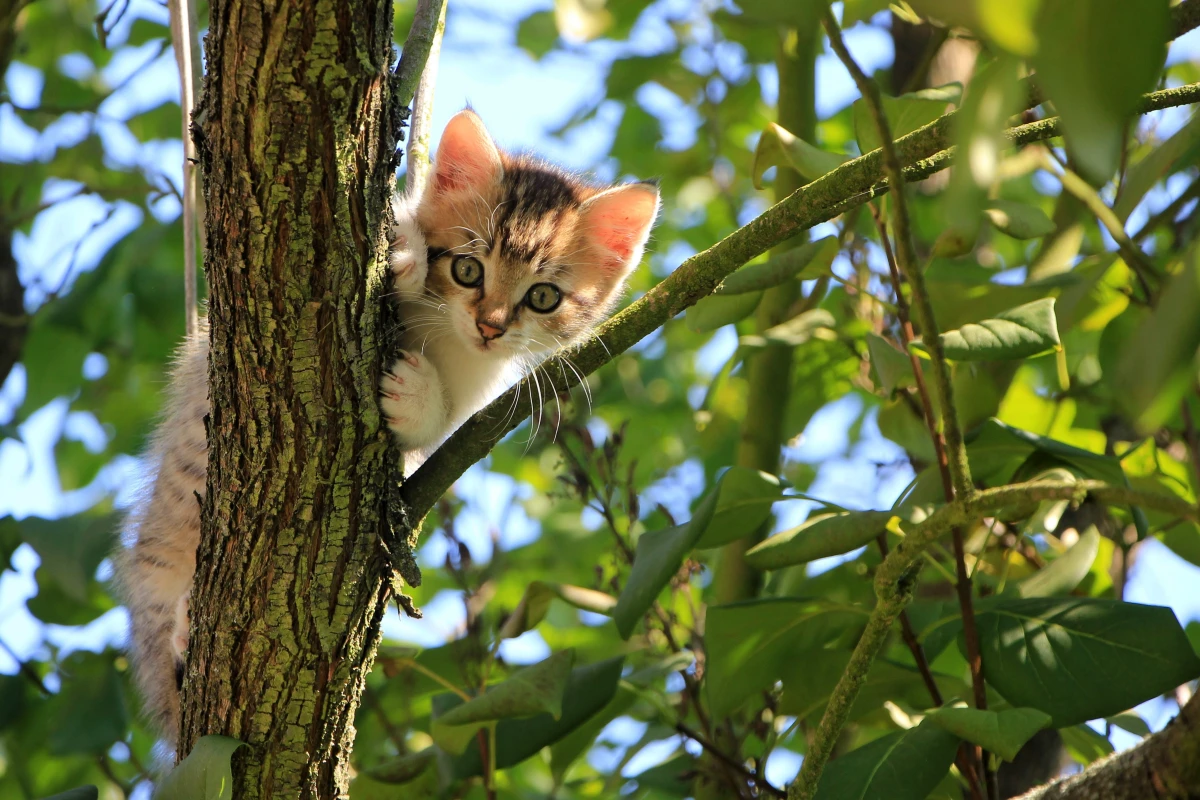 how to keep cats out of your yard kitten in a tree