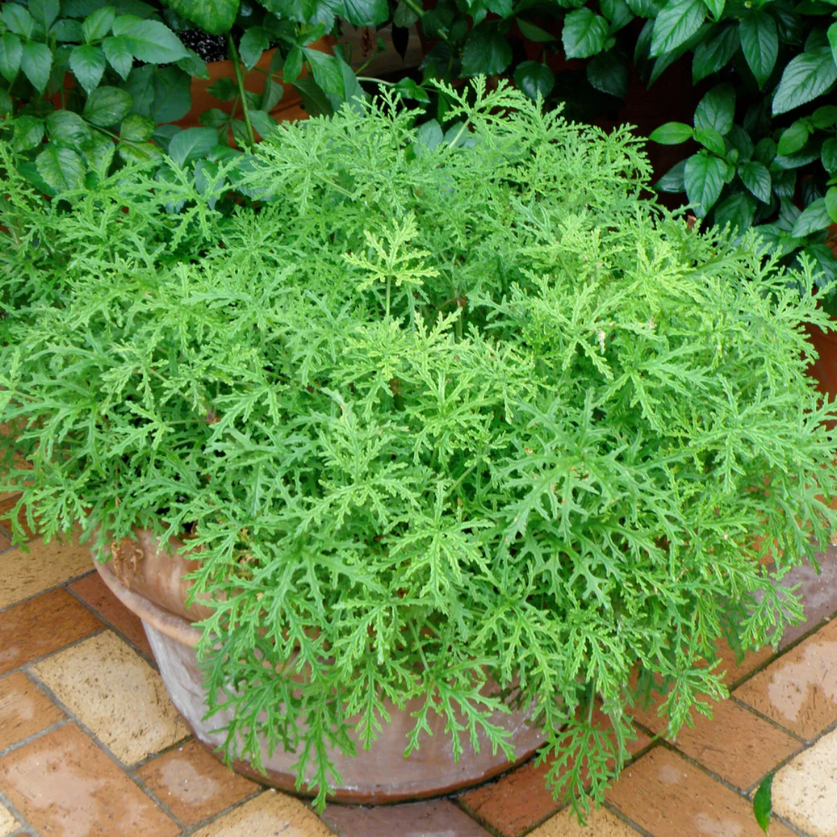 how to keep mosquitoes away citronella plant in pot
