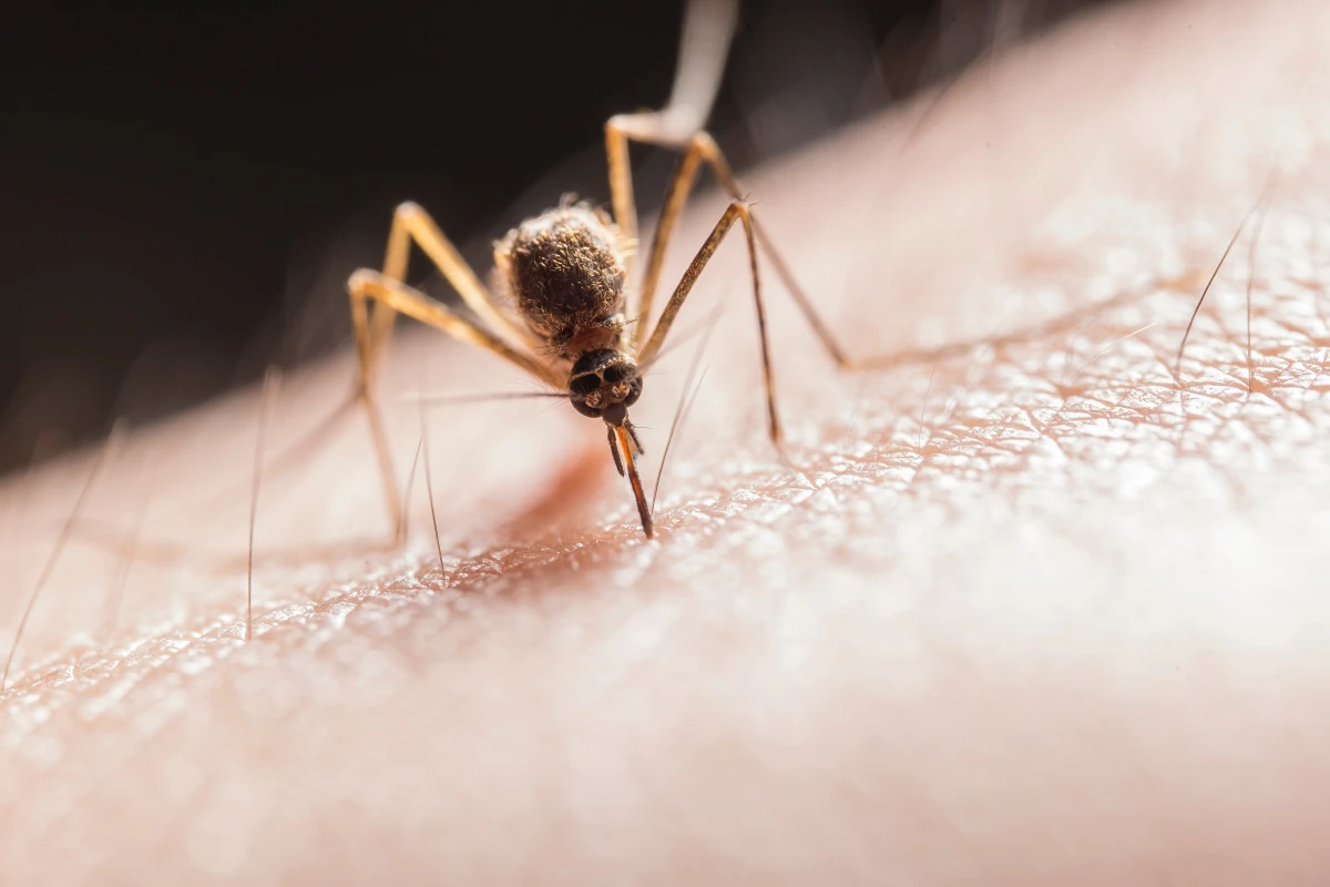 how to keep mosquitoes away mosquito biting on skin