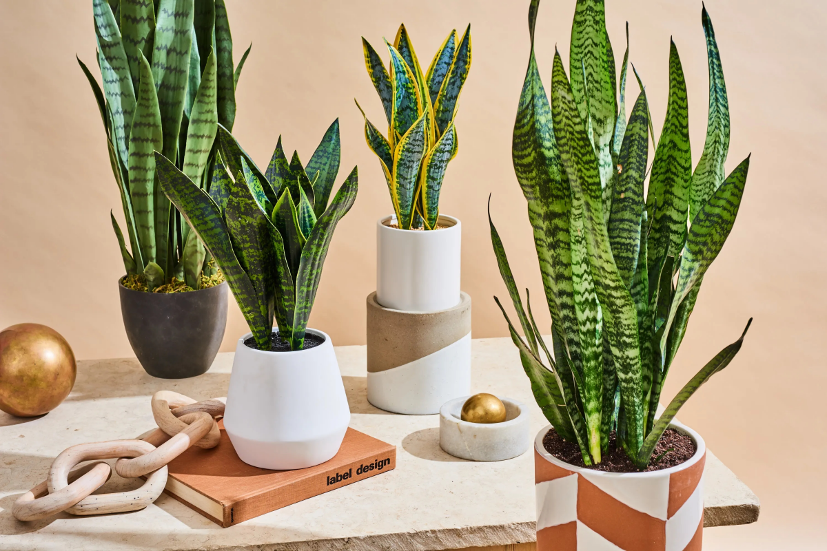 how to properly take care of snake plant