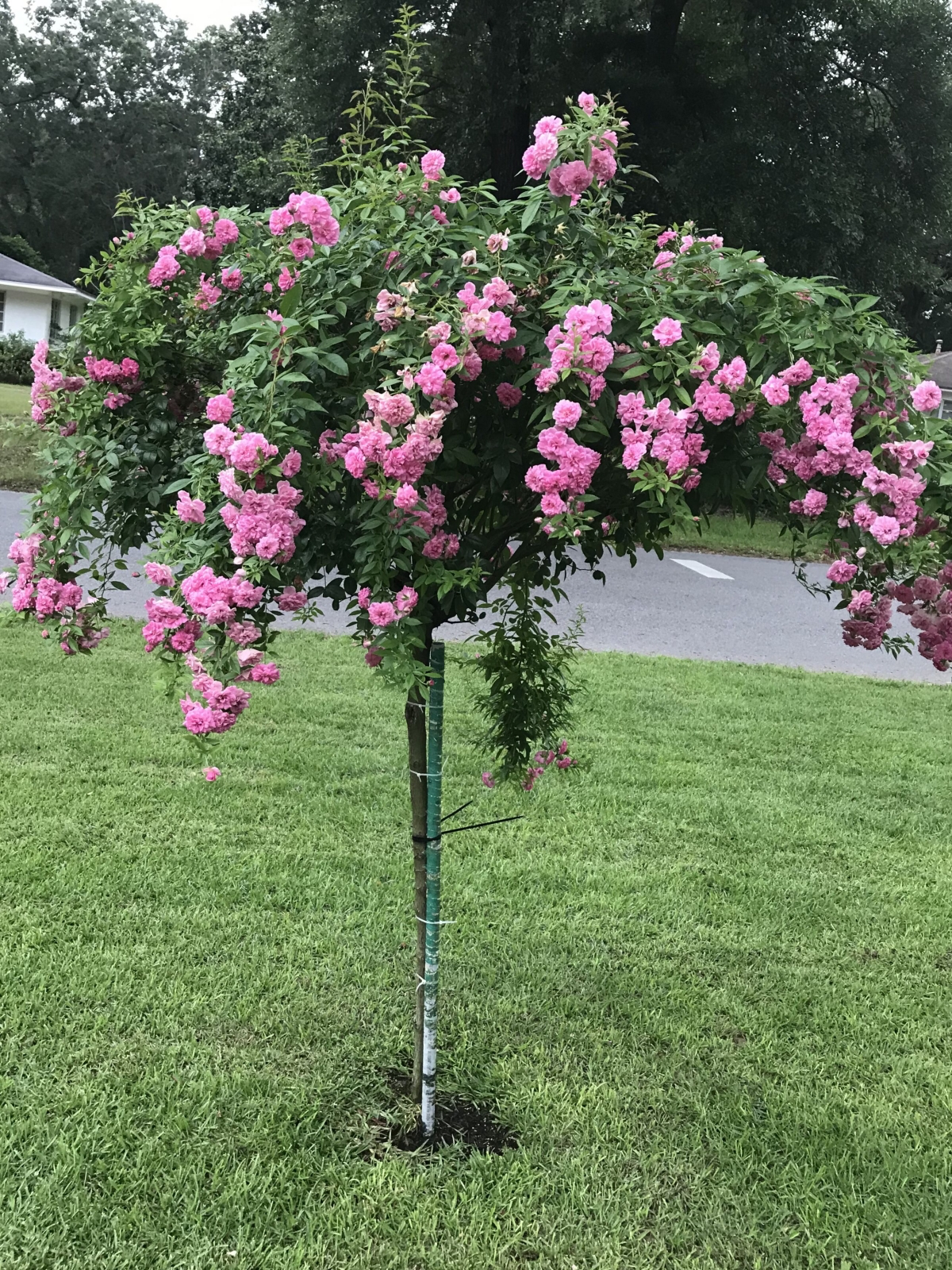 how to prune climbing roses on an arch