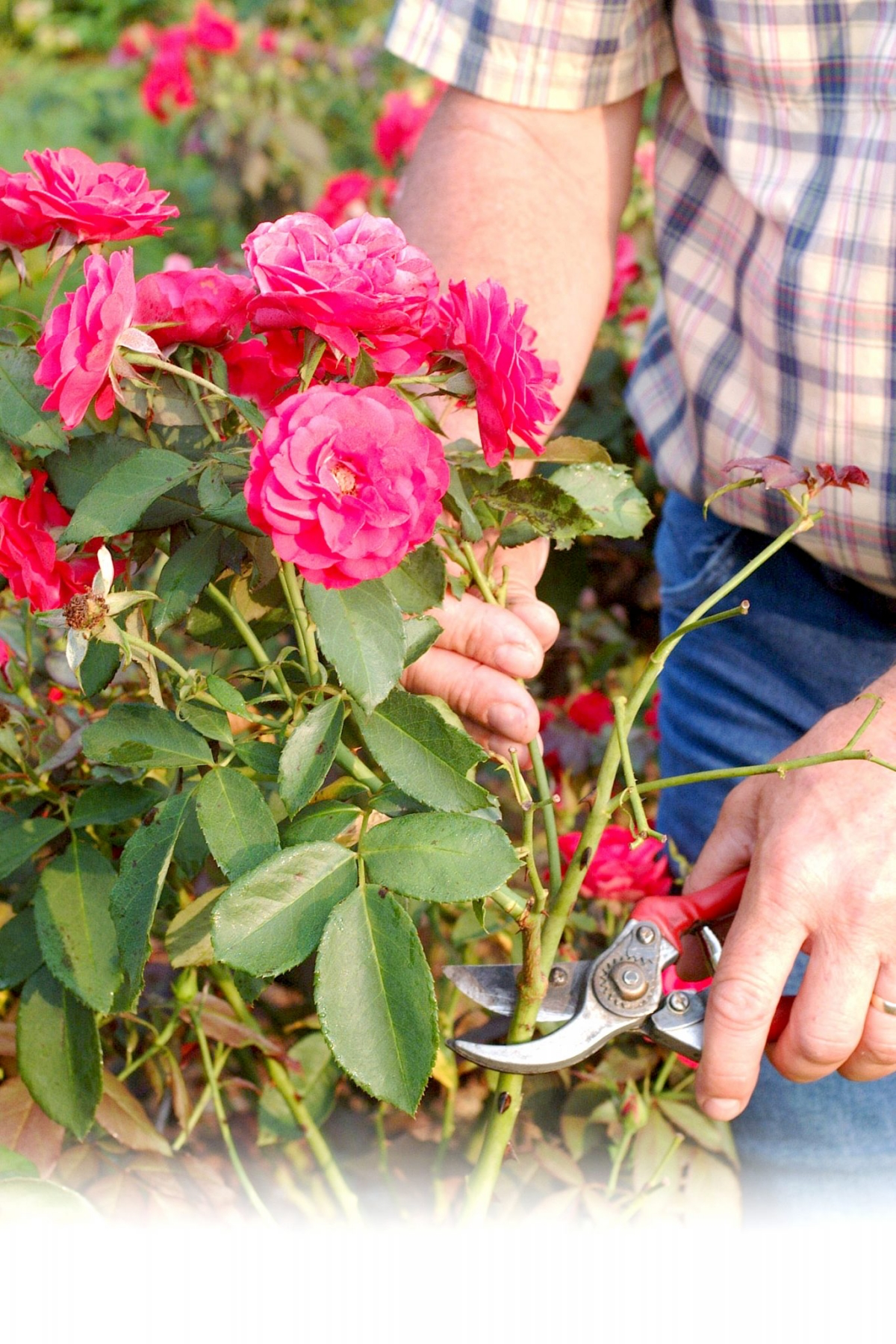 how to prune roses properly