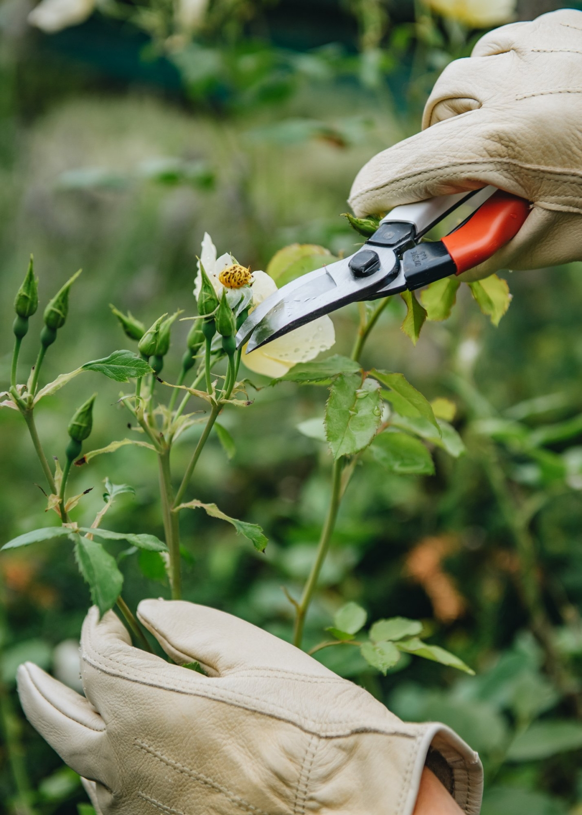 how to prune roses that are too tall