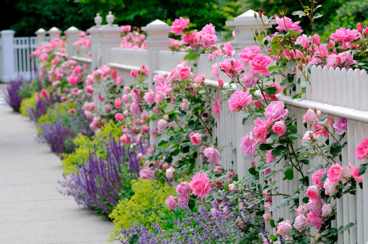 how to prune roses that have gone wild.jpg