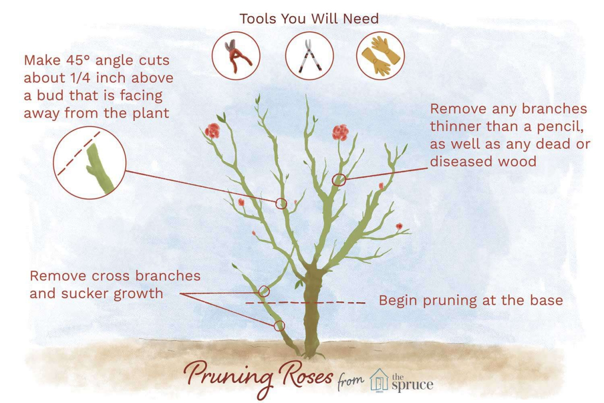 how to prune roses