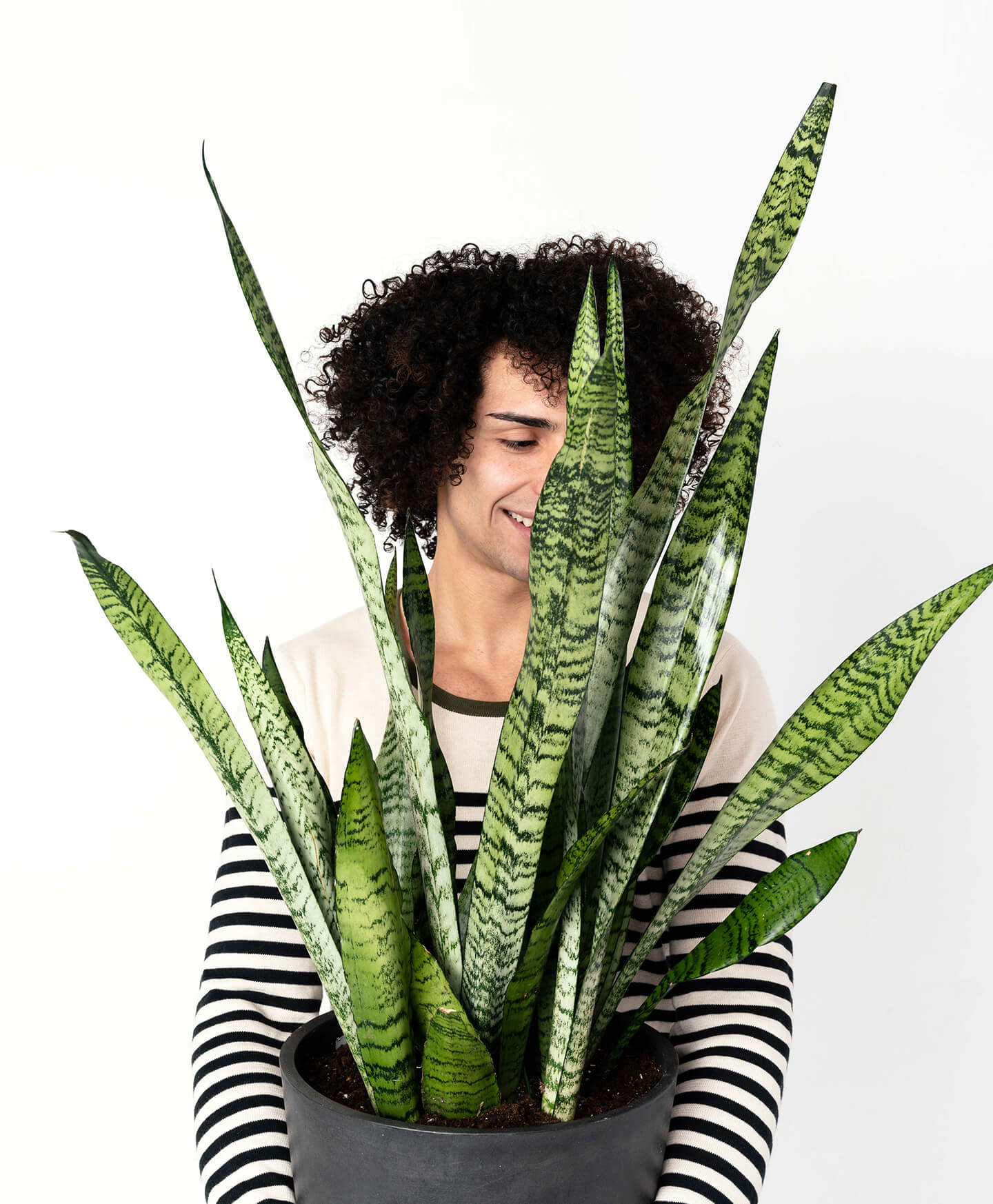 Taking Care of a Healthy Snake Plant: Everything You Need to Know