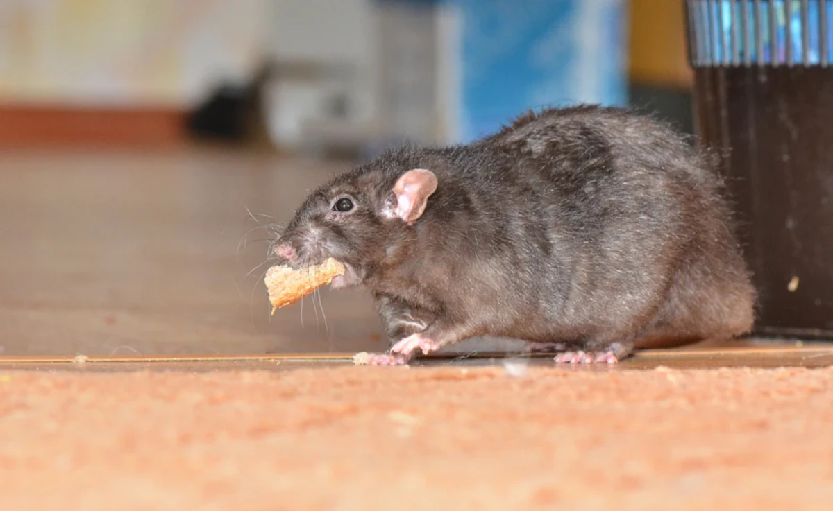 huge rat with piece of cheese in mouth