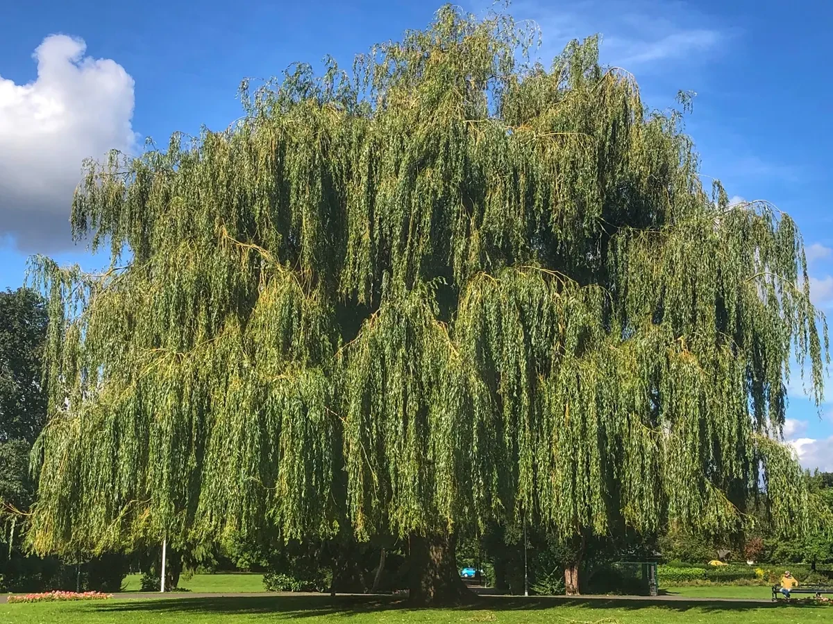 huge weeping willow tree