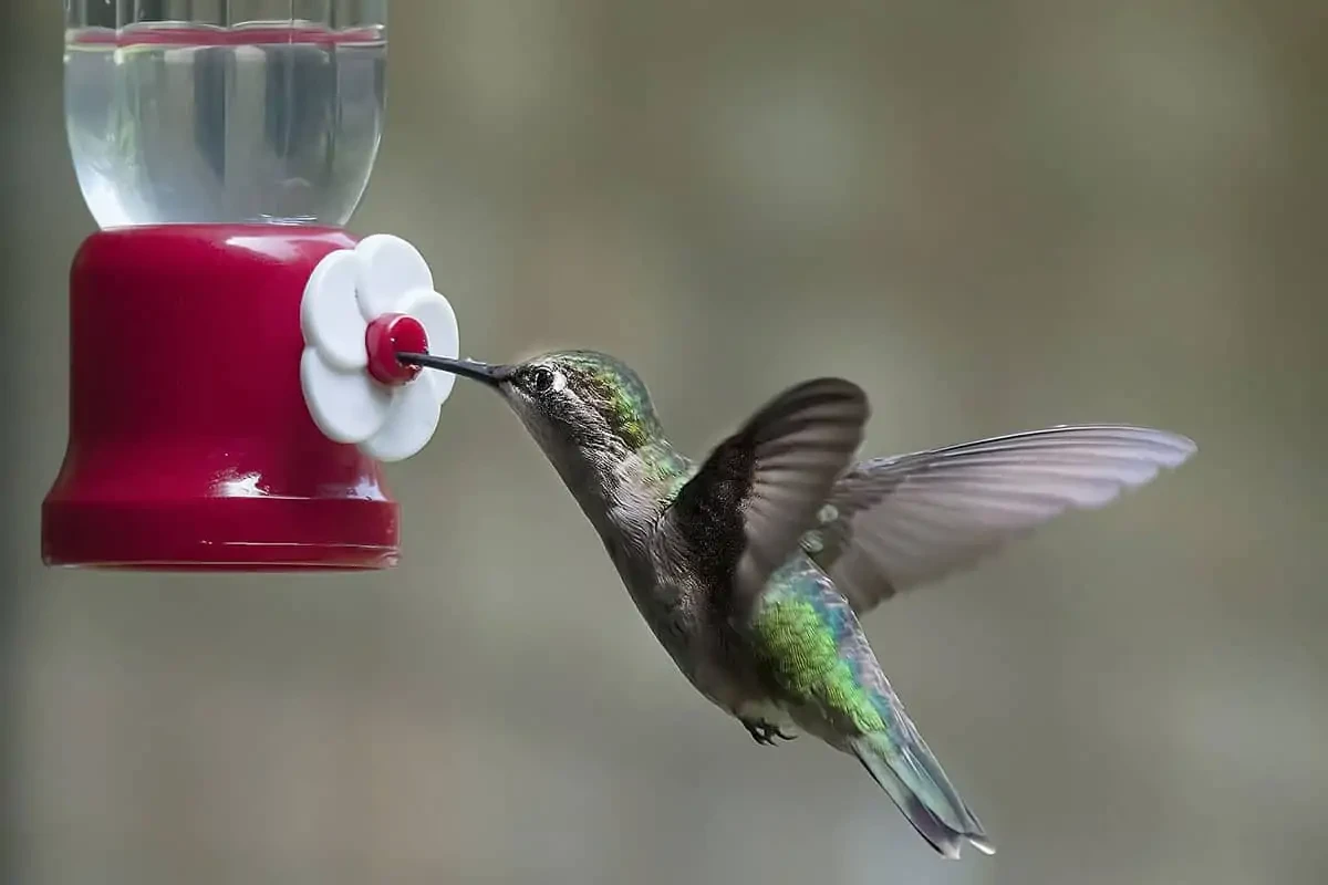 humminbird drinking from feeder