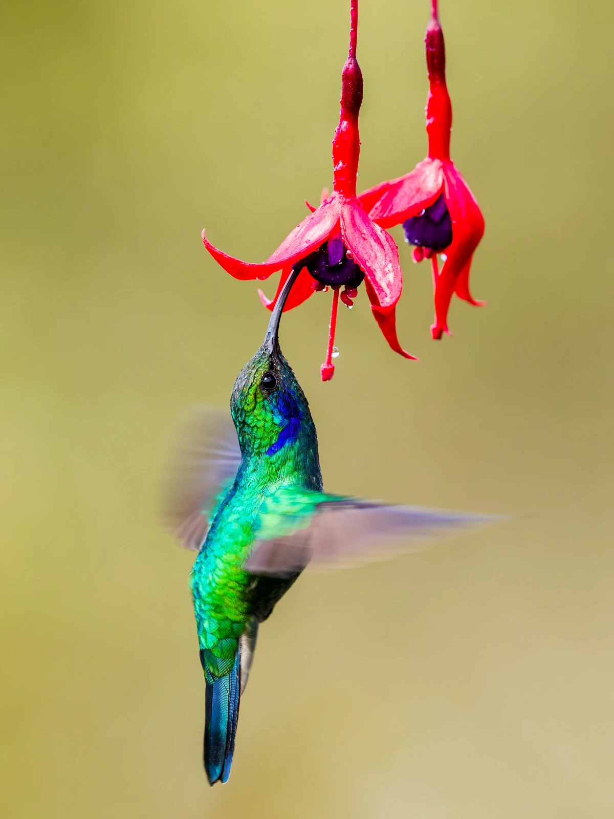 hummingbird drinking nectar from flower