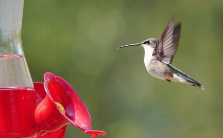 hummingbird nectar recipe hummingbird flying to feeder