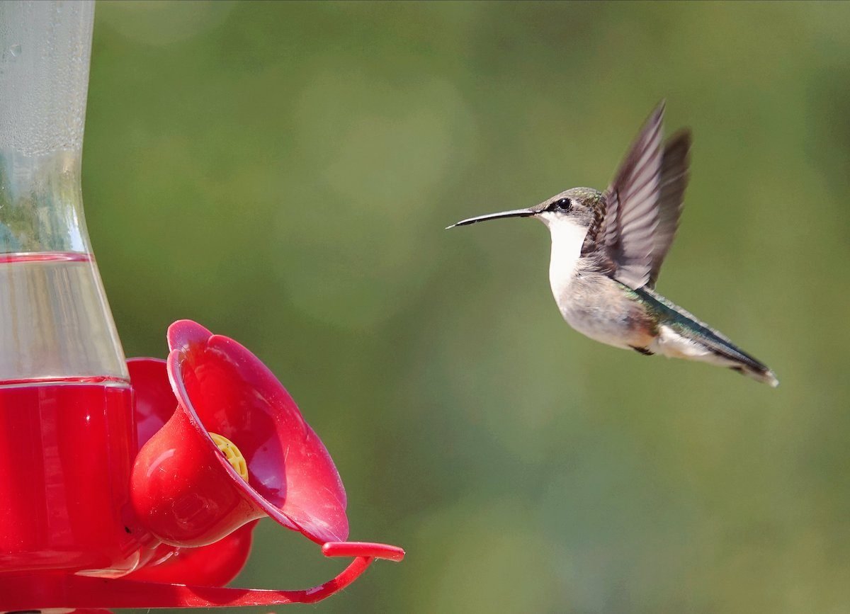Make The Best Hummingbird Nectar Recipe In 3 Simple Steps