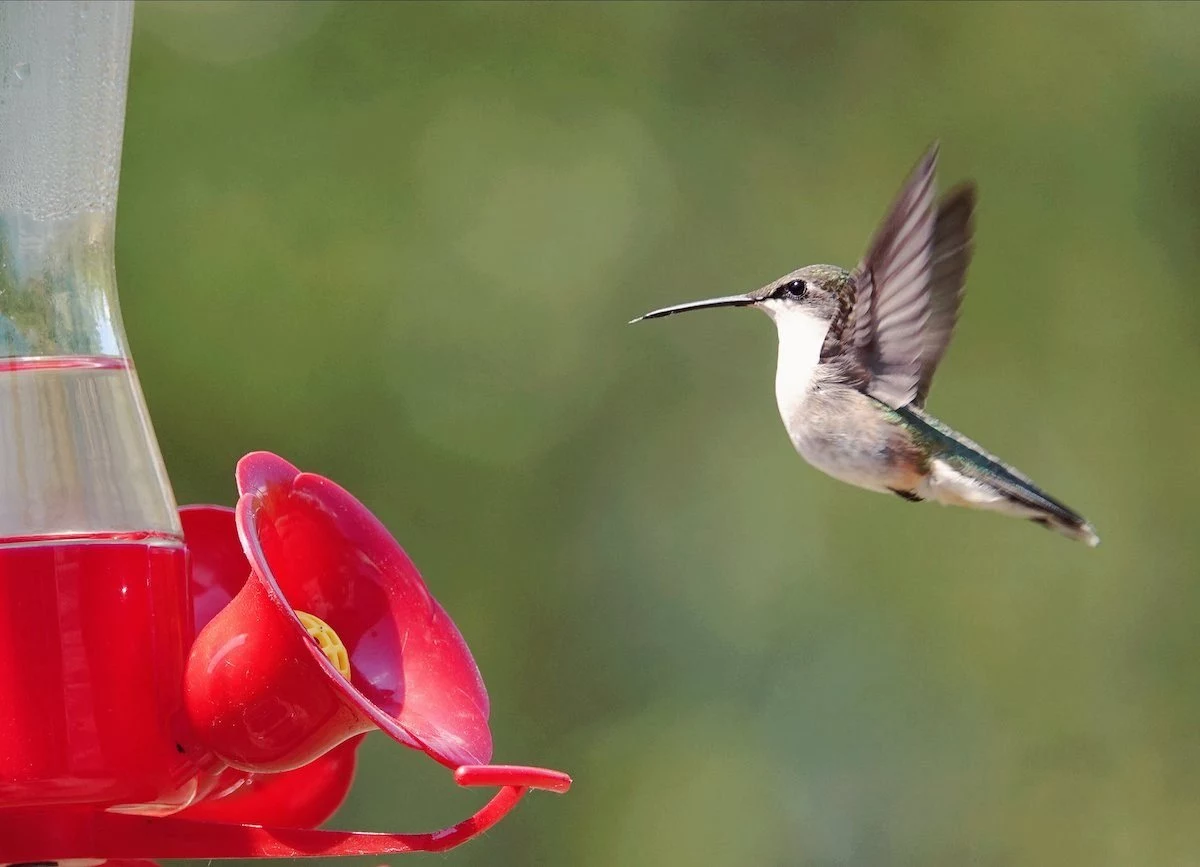 hummingbird nectar recipe hummingbird flying to feeder