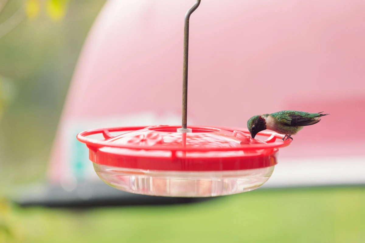hummingird nectar recipe hummingbirds drinking from feeder