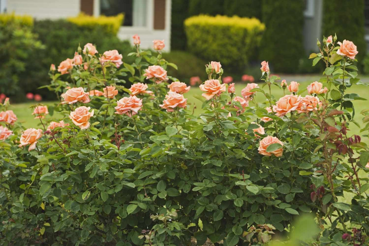 hybrid tea roses how to prune roses correctly