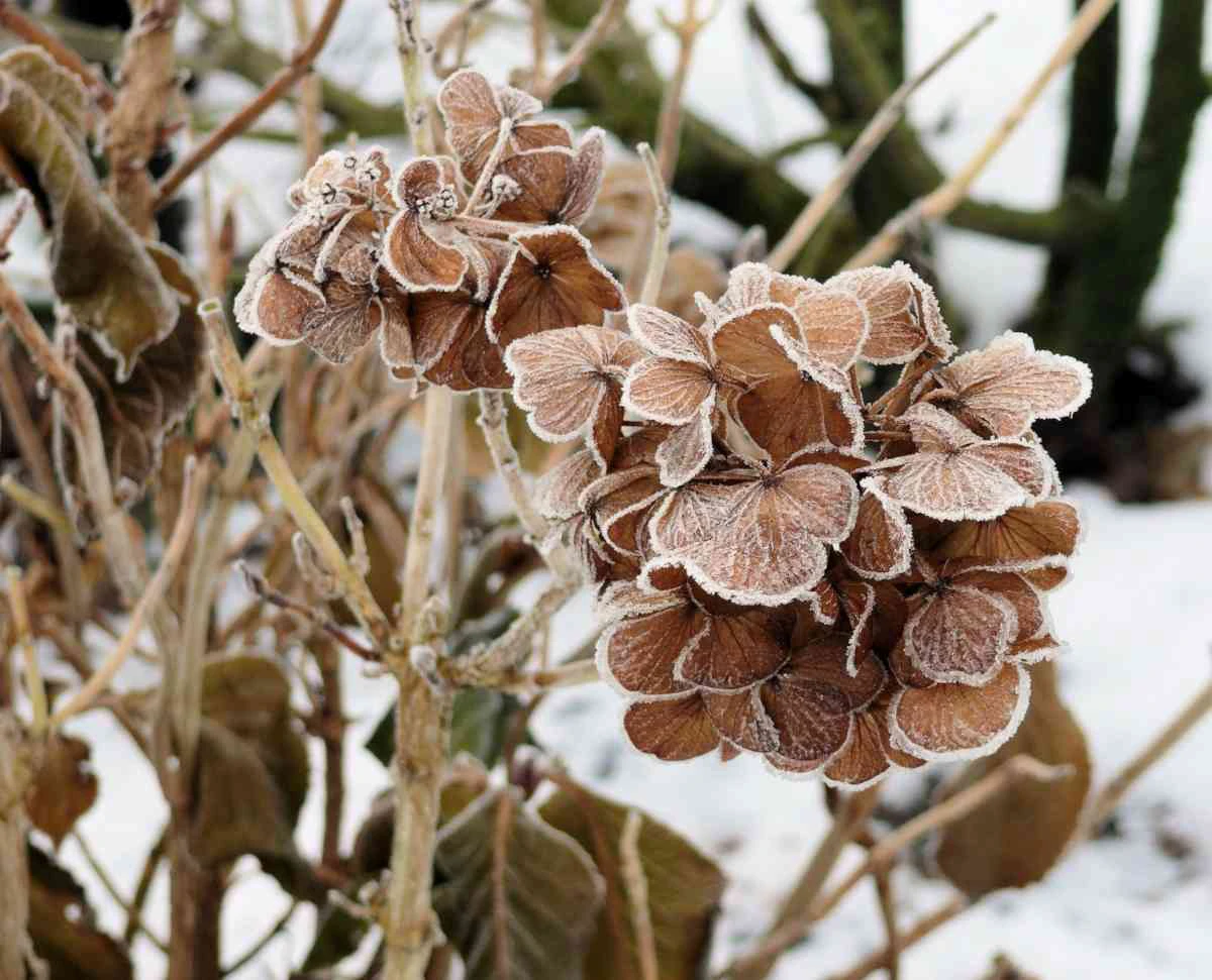 hydrangea care frozen hydrangeas brown