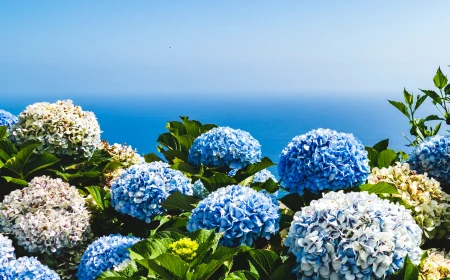 hydrangea care white and blue hydrangeas at sea side