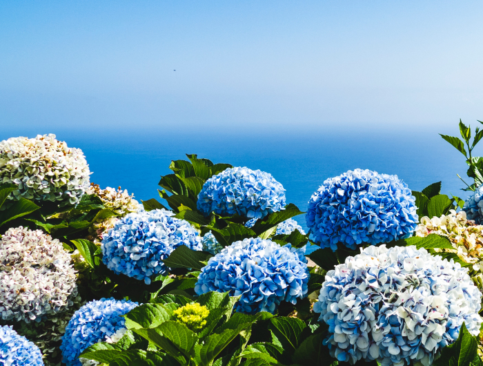 Everything You Need To Know About Proper Hydrangea Care