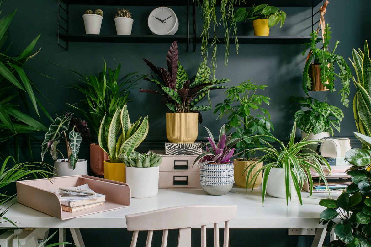 is it good feng shui to have plants in bedroom.jpg