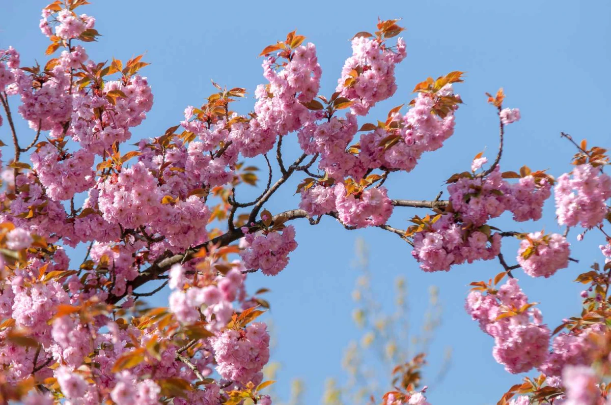 japanese flowering cherry tree