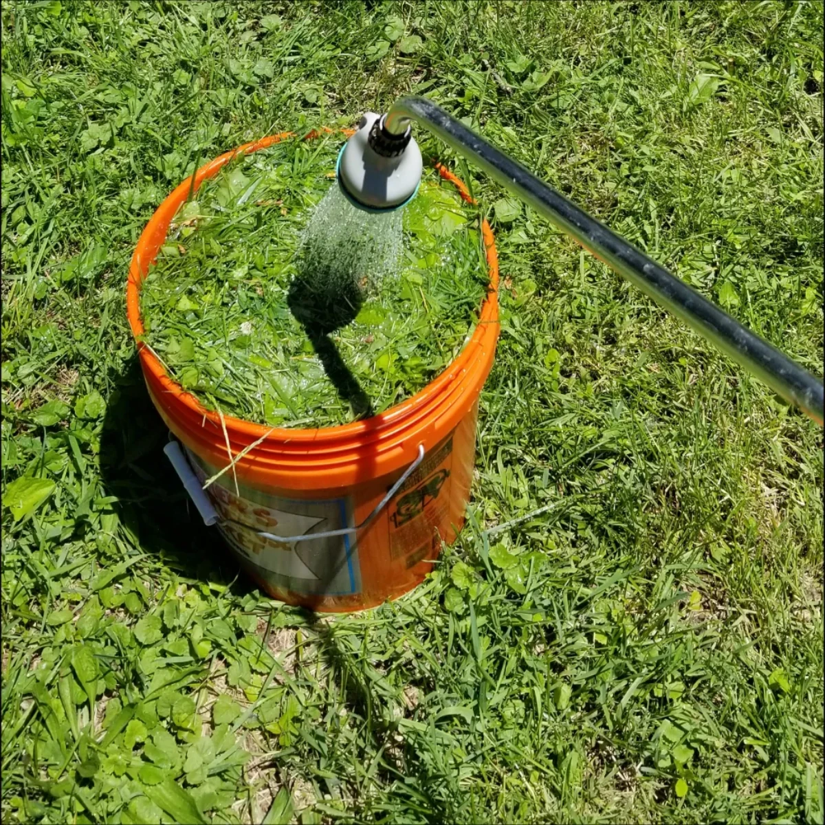 making grass clipping tea