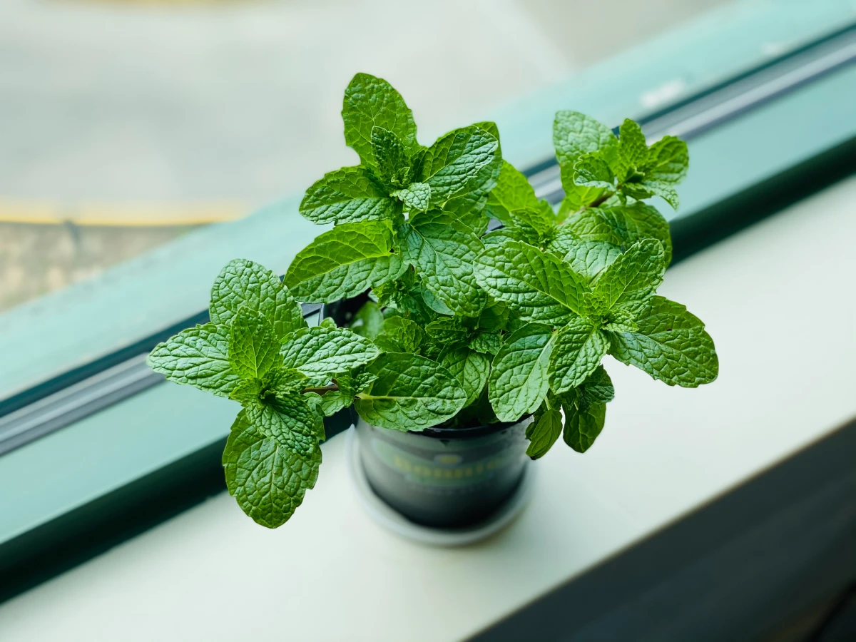 mint plant in windowsill