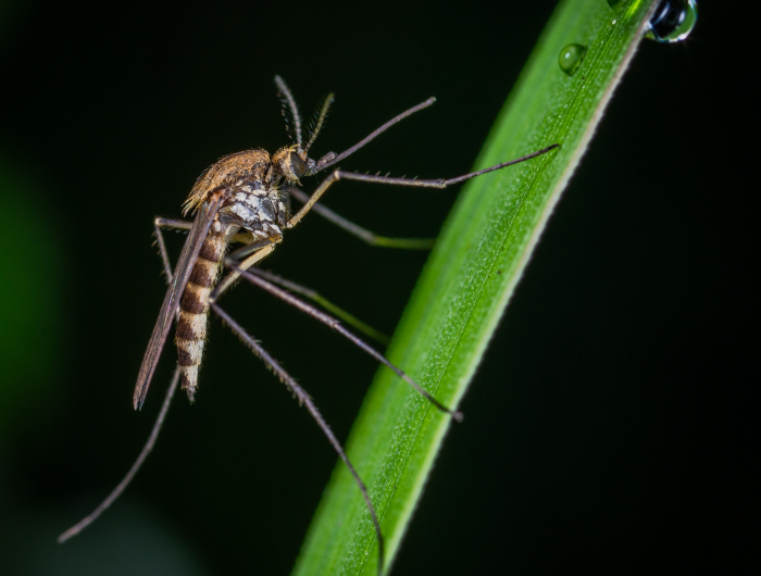 How To Keep Mosquitoes Away: 7 Methods For A Bug-Free Zone