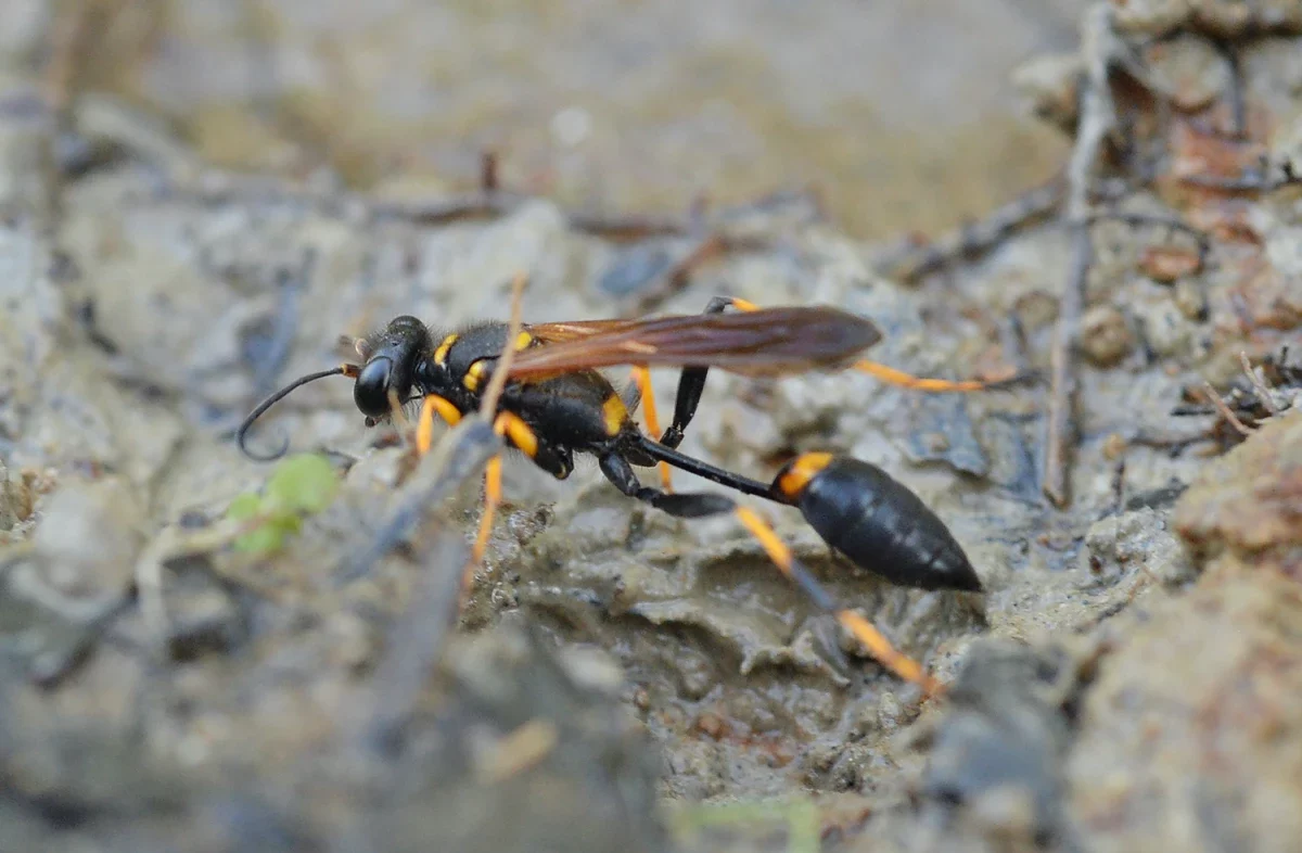 mud dauber black wasp