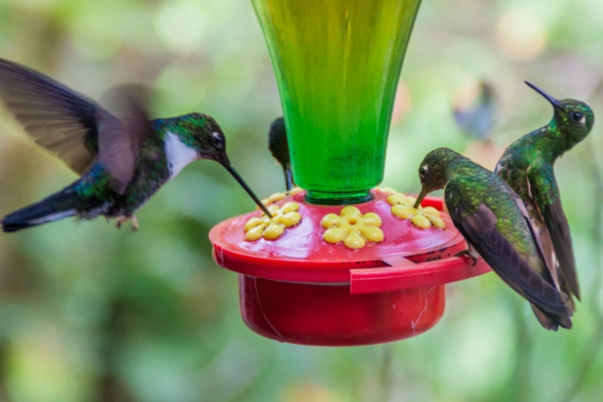 multiple hummingbirds drinking from a feeder