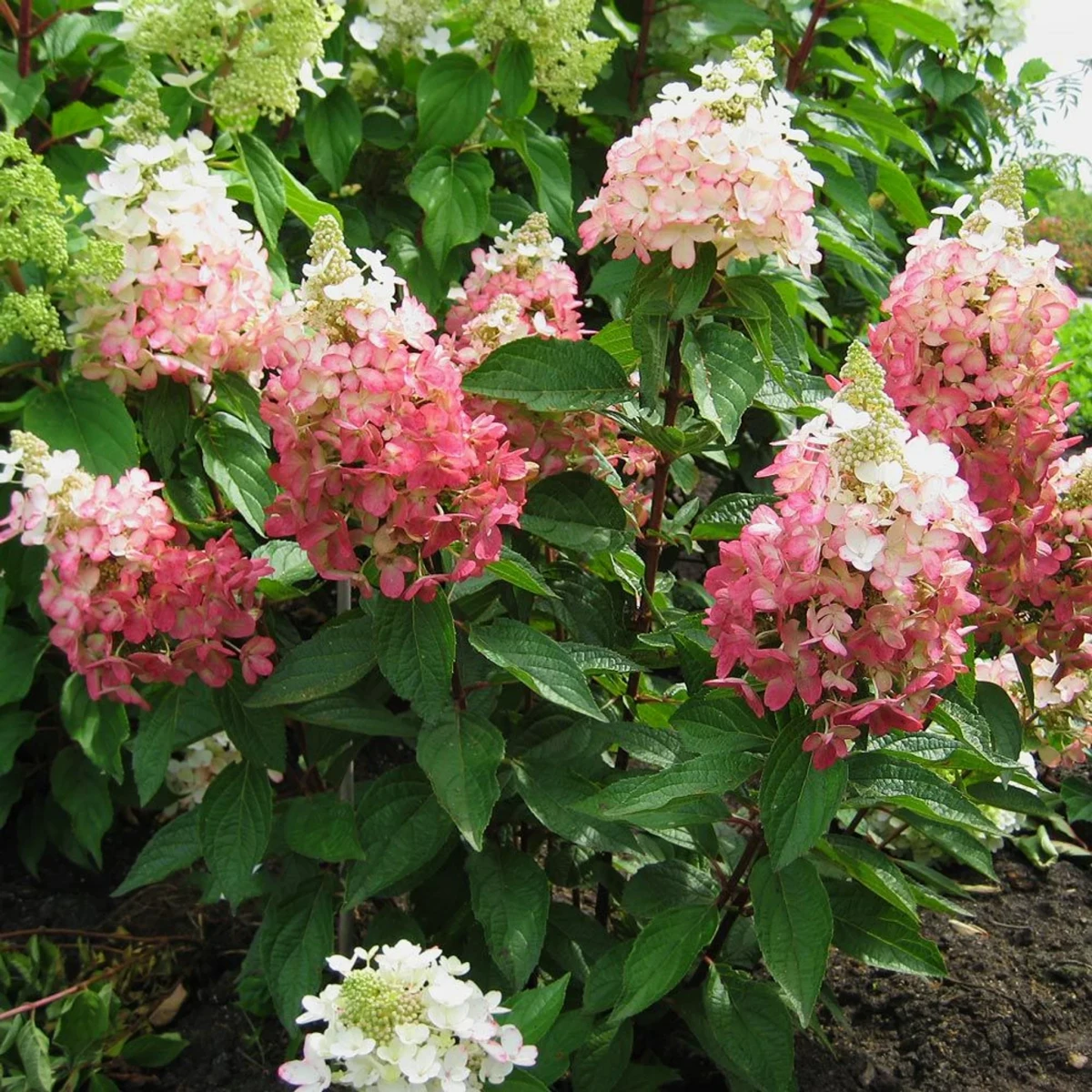panicle hydrangea in pink
