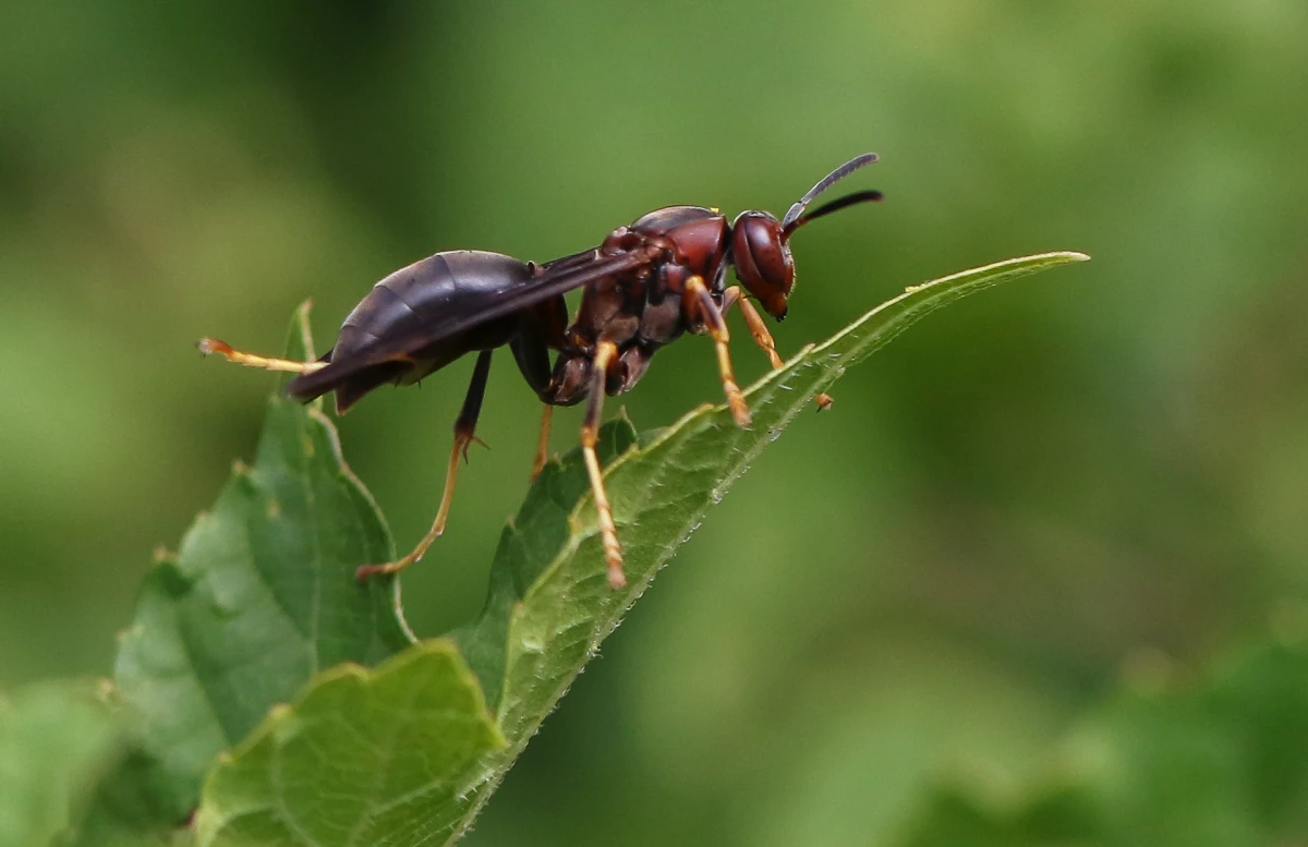 paper brown wasp