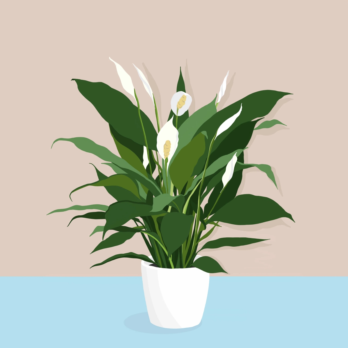 8 Surprising Benefits of Owning a Peace Lily Plant