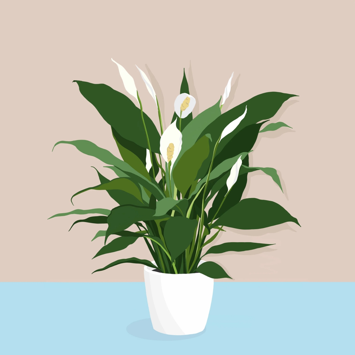 8 Surprising Benefits Of Owning A Peace Lily Plant