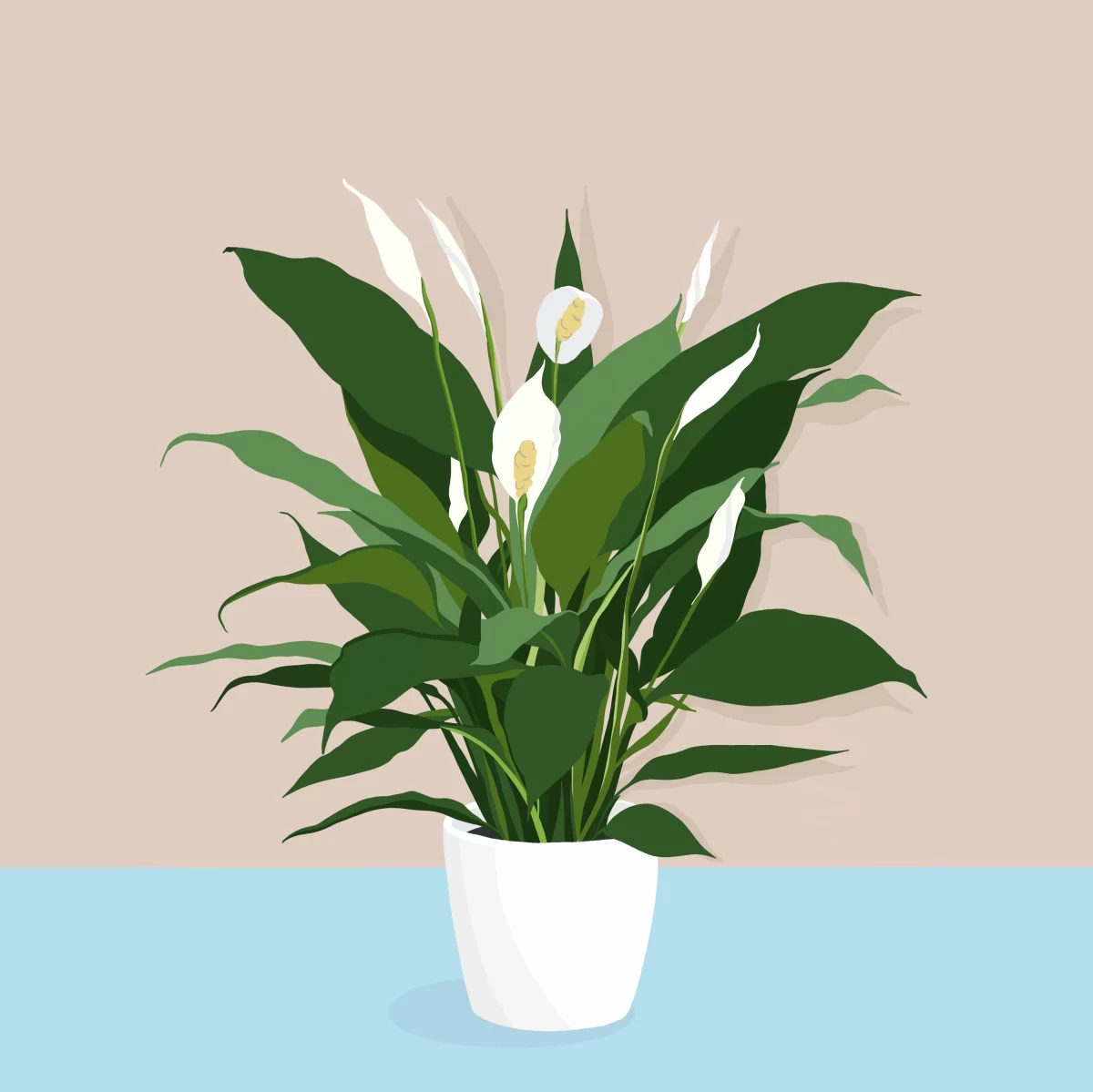 peace lily benefits in home